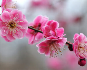 trešnjin cvet 3
